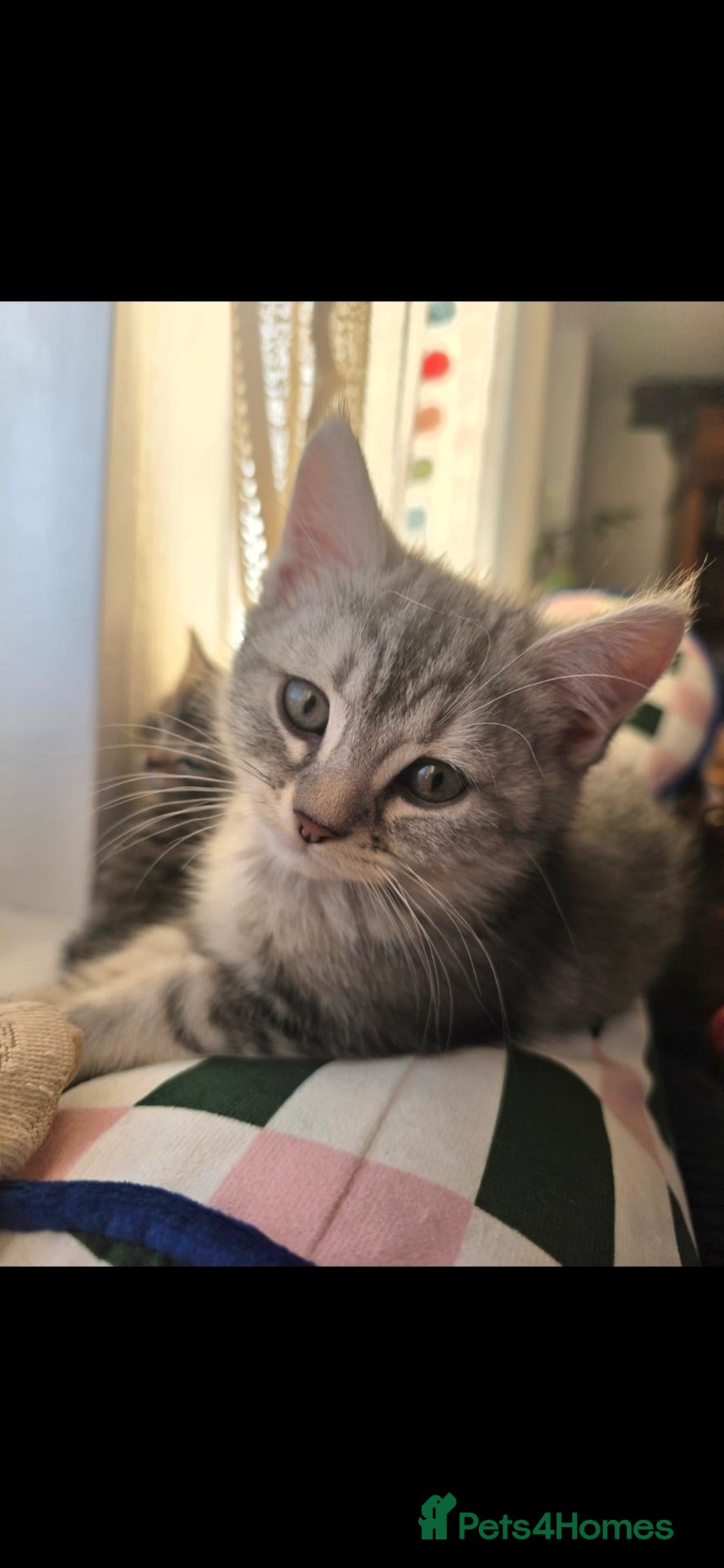 Mixed Breed cats Last 2 persian x dsh - Advert 1