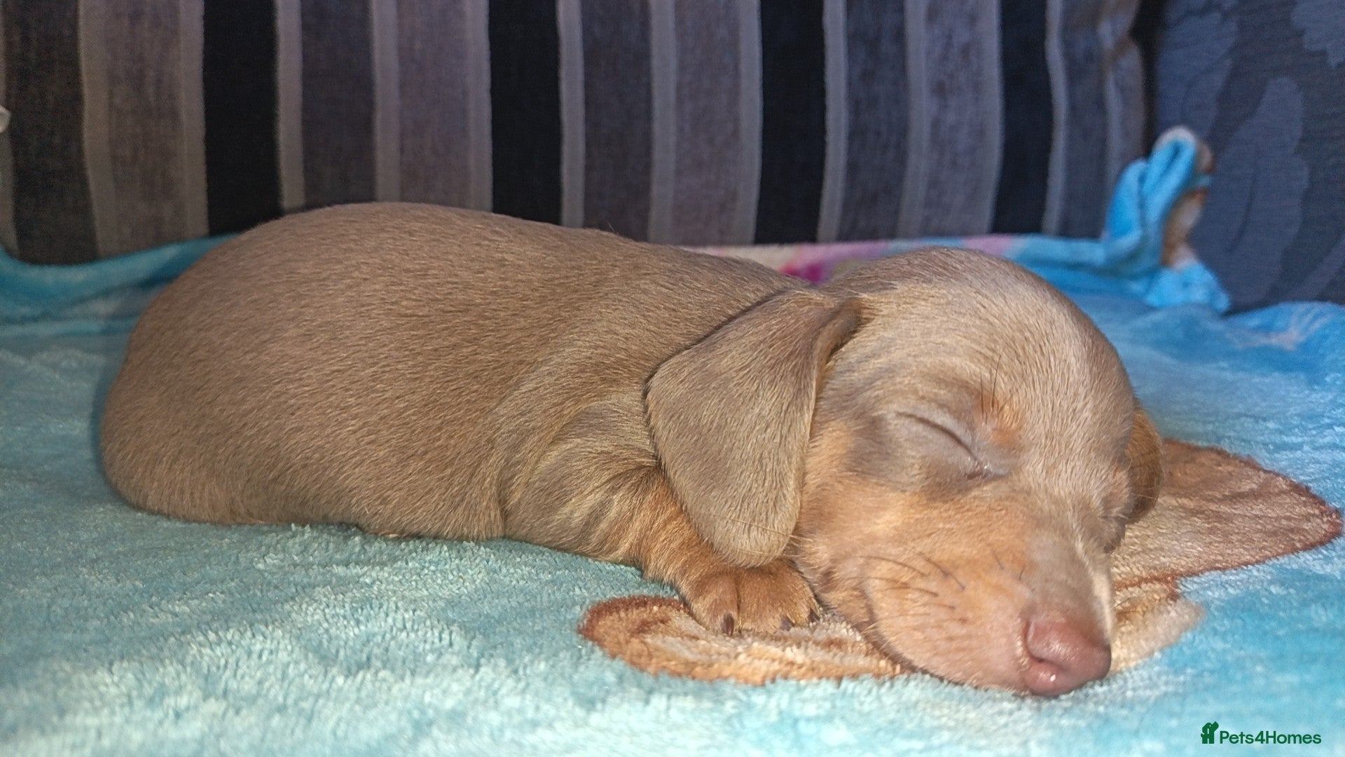 Miniature Dachshund dogs Mini Dachshund Puppies x 3  - Advert 11