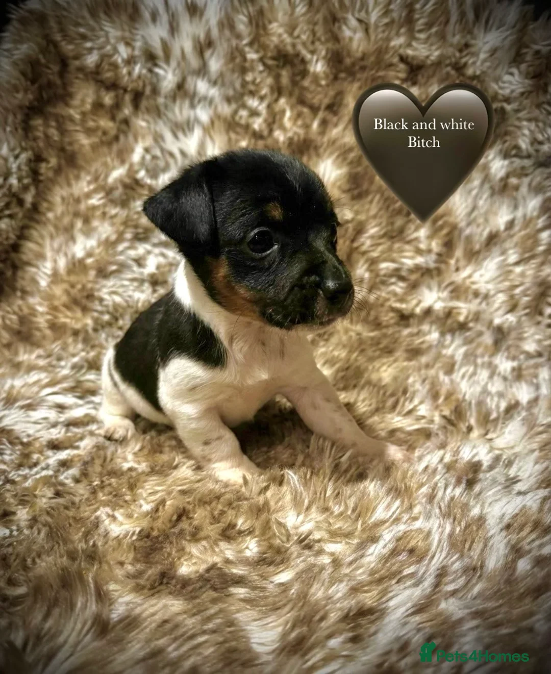 Jack Russell dogs for sale: Beautiful traditional and Merle jack Russels  - Advert 12