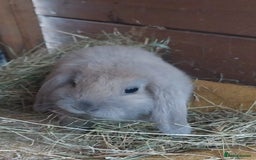 Mini Lop rabbits for sale: Mini lop for sale - Image 7