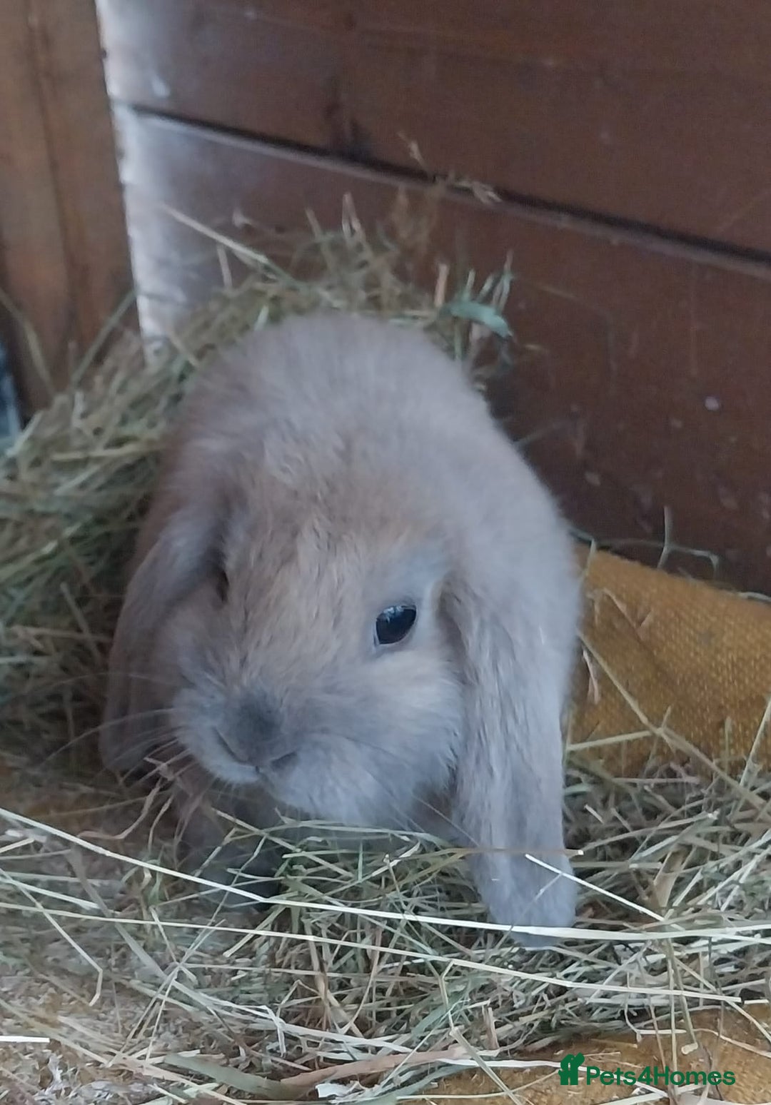 Mini Lop rabbits for sale: Mini lop for sale - Image 7