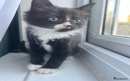 Mixed Breed cats for sale: Female kitten looking for home - Image 24