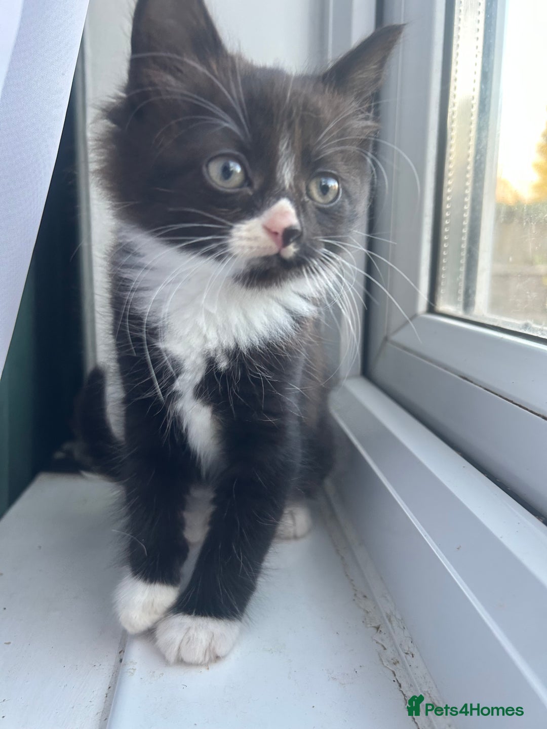 Mixed Breed cats for sale: Female kitten looking for home - Image 24