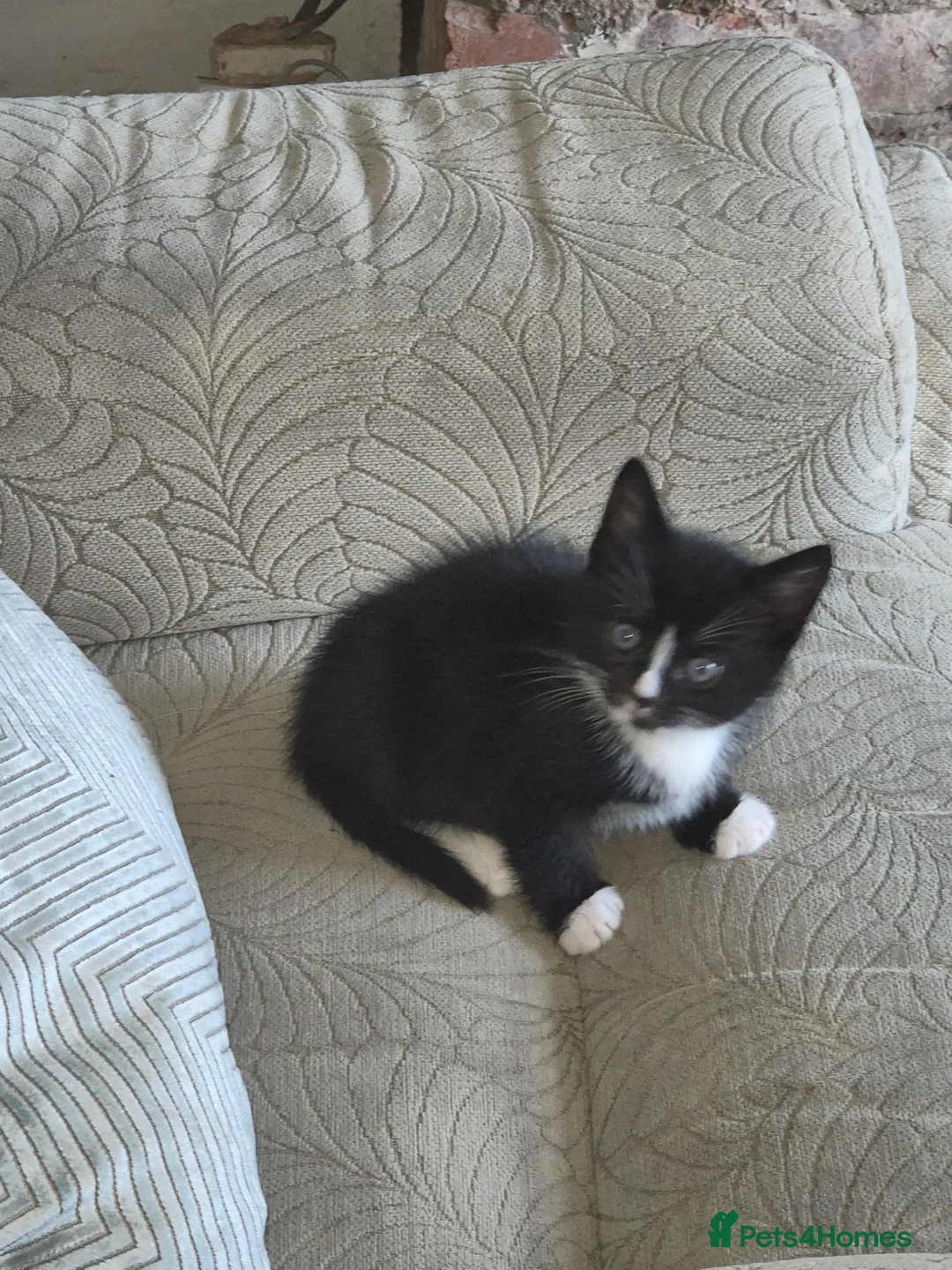 British Shorthair cats for sale: 3 beautiful little kittens !! - Advert 8