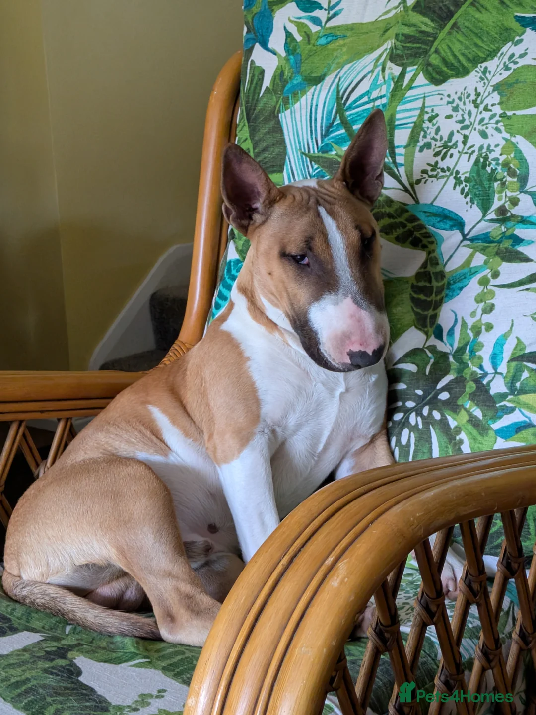 Bull Terrier dogs for stud: English Bull Terrier for Stud in Holmfirth - Advert 1