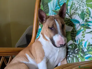 Bull Terrier dogs English Bull Terrier for Stud - Advert 1