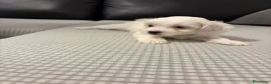 Bichon Frise 2