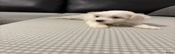 Bichon Frise dogs for sale: Bichon Frise Puppies for sale  - Advert 6