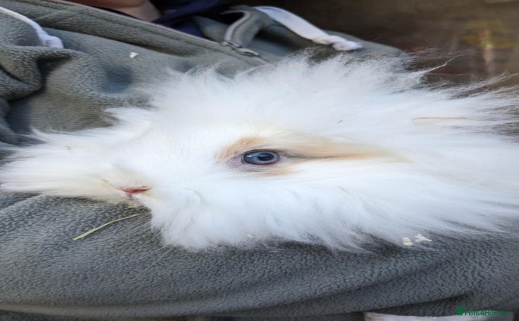 Lionhead rabbits - Advert 15