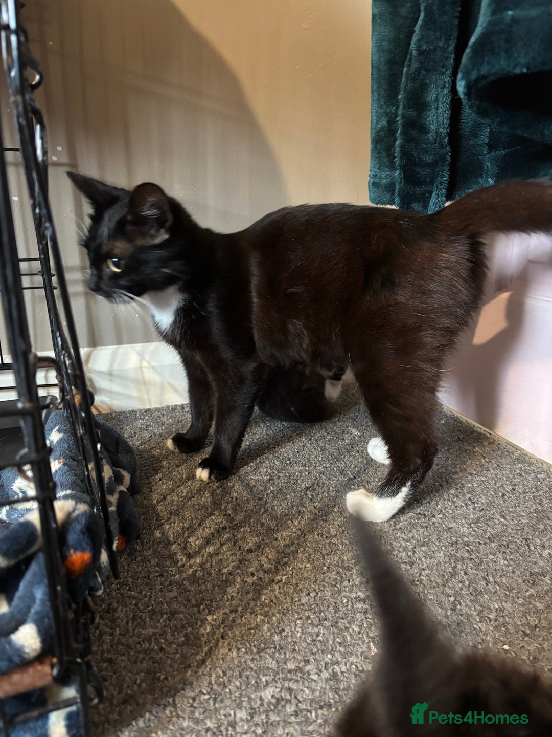 British Longhair cats for sale: Kittens For Sale  - Image 6