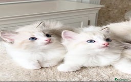 Ragdoll cats for sale: INDOOR TWO MALE GCCF REGISTERED RAGDOLL KITTENS - Image 12
