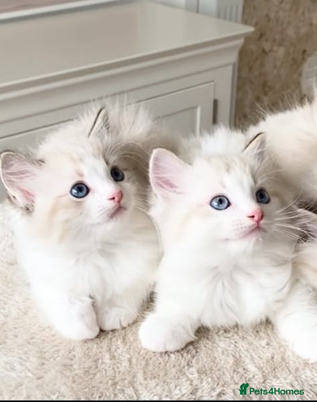 Ragdoll cats for sale: INDOOR TWO MALE GCCF REGISTERED RAGDOLL KITTENS - Image 12