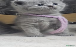 British Shorthair cats for sale: High Quality British Short Haired Kittens - Image 18