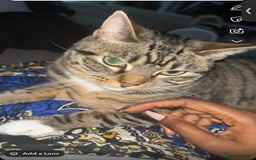 Bengal cats for sale: ✨ Loving Home Wanted for Beautiful Bengal-Tabby ✨ - Image 2