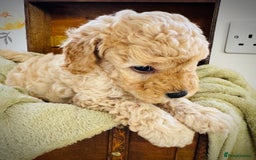 Cavapoochon dogs for sale: F1b Cavapoochon  - Image 26