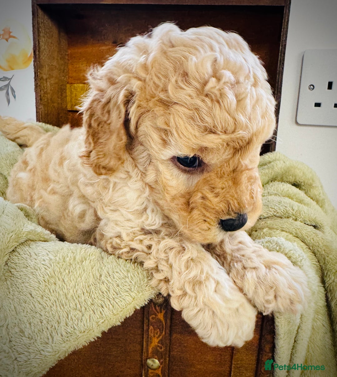 Cavapoochon dogs for sale: F1b Cavapoochon  - Image 26