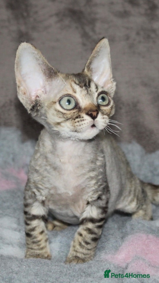 Devon Rex cats GCCF Ch lines Devon Rex - Advert 6