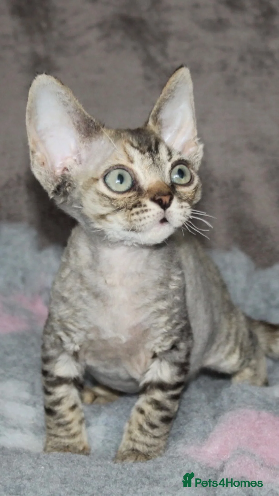 Devon Rex cats for sale: GCCF Ch lines Devon Rex - Advert 1
