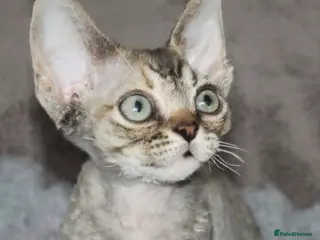 Devon Rex cats GCCF Ch lines Devon Rex - Advert 6
