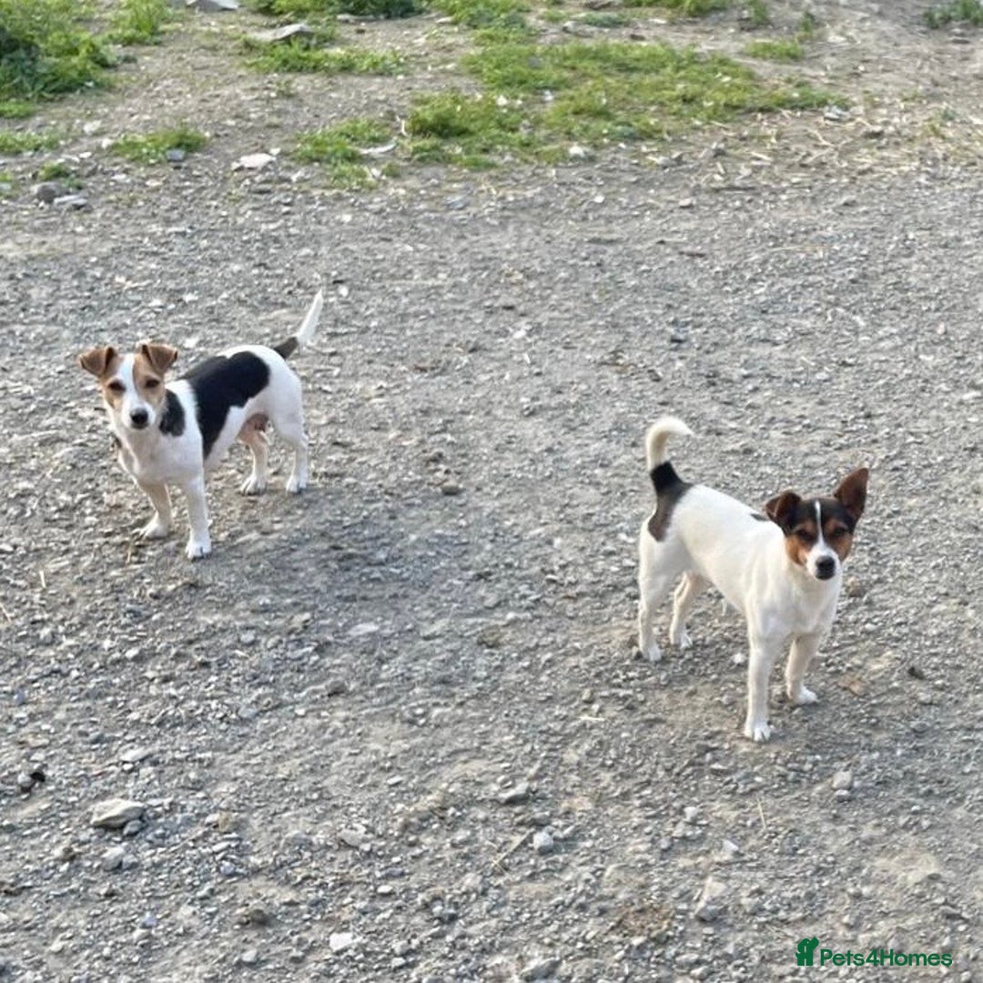 Jack Russell dogs for sale: Gorgeous Jack Russell puppies - Image 8