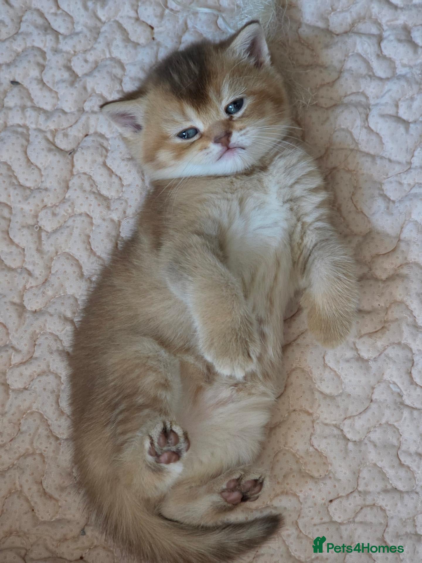 British Shorthair cats Beautiful TICA Kittens -Exceptional Pedigree Lines - Advert 2