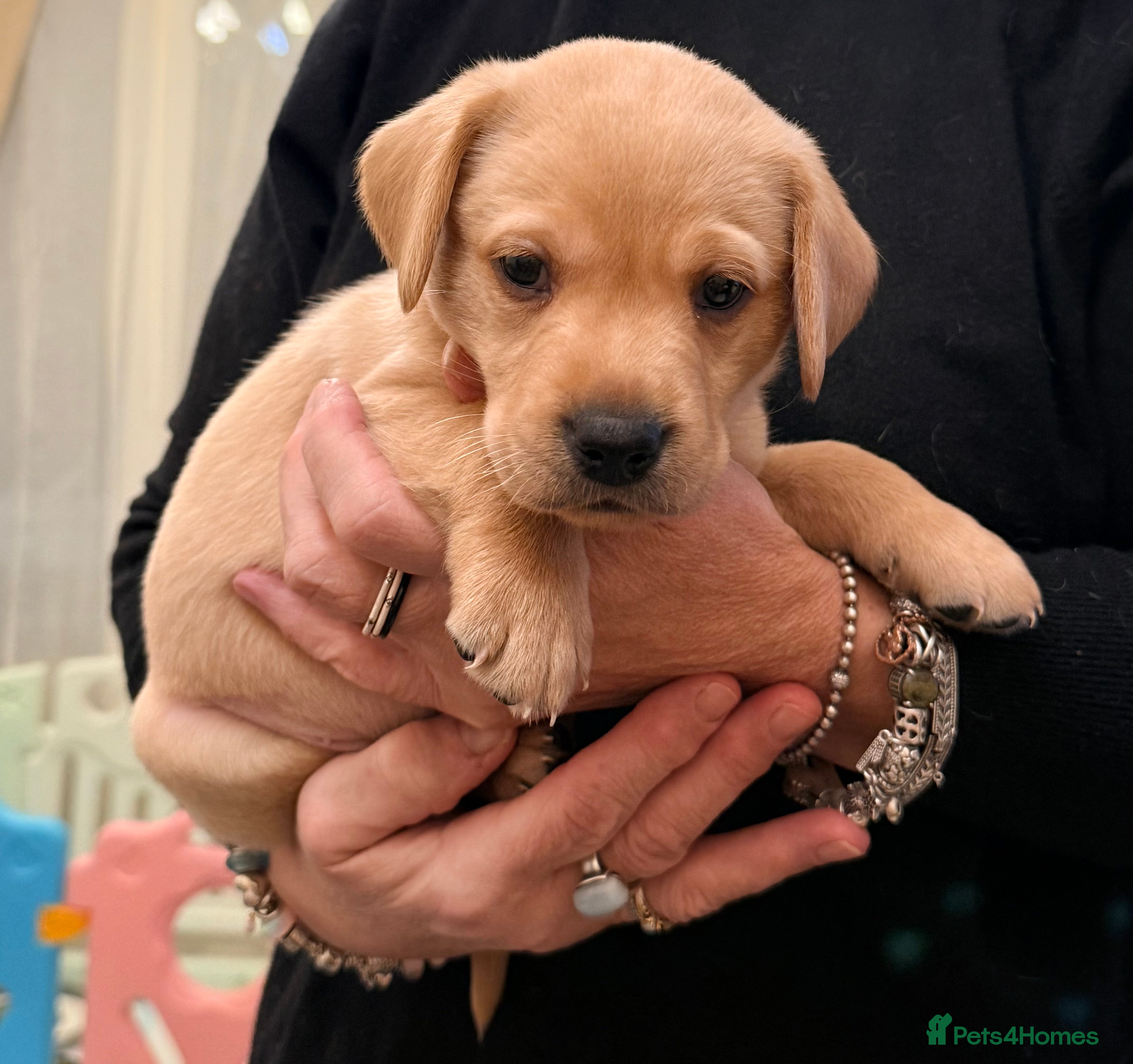 Labrador Retriever dogs Outstanding litter Labrador retrievers  - Advert 6