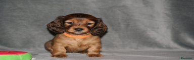 Miniature Dachshund Puppy 1