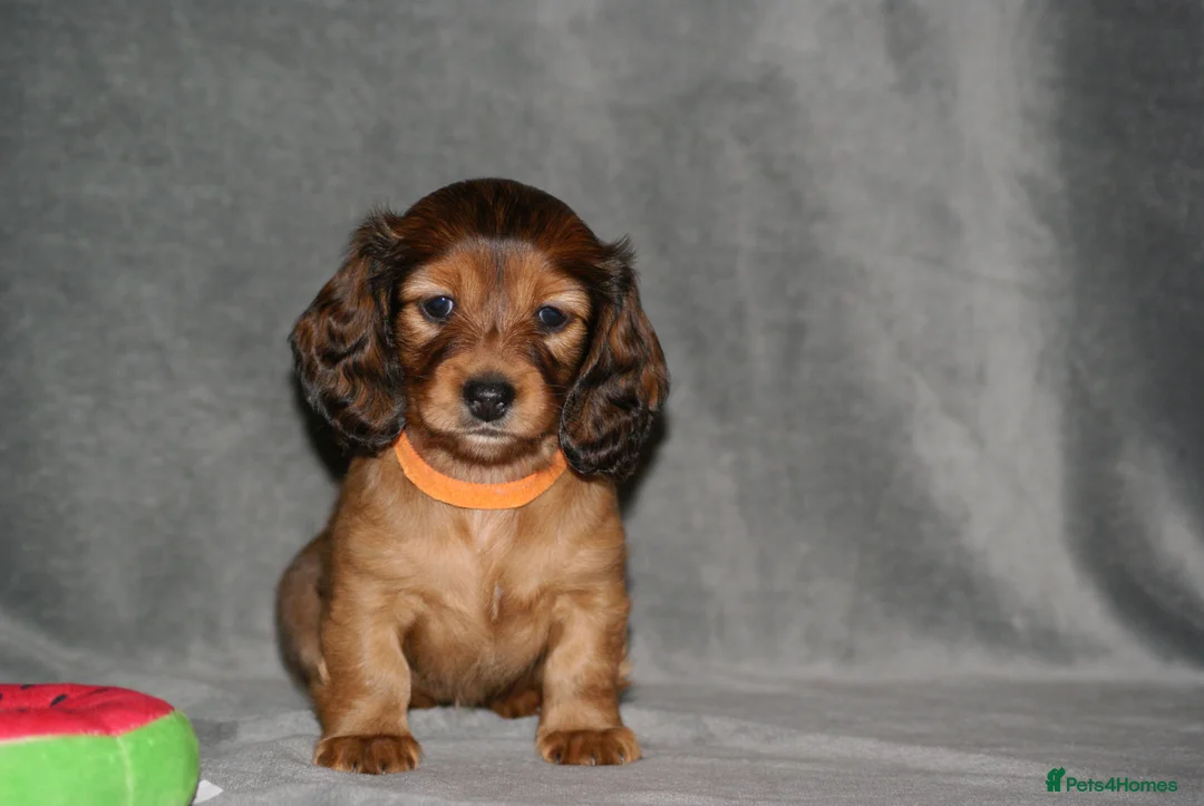 Miniature Dachshund dogs for sale: KC Registered Miniature Longhaired Dachshunds - Advert 7