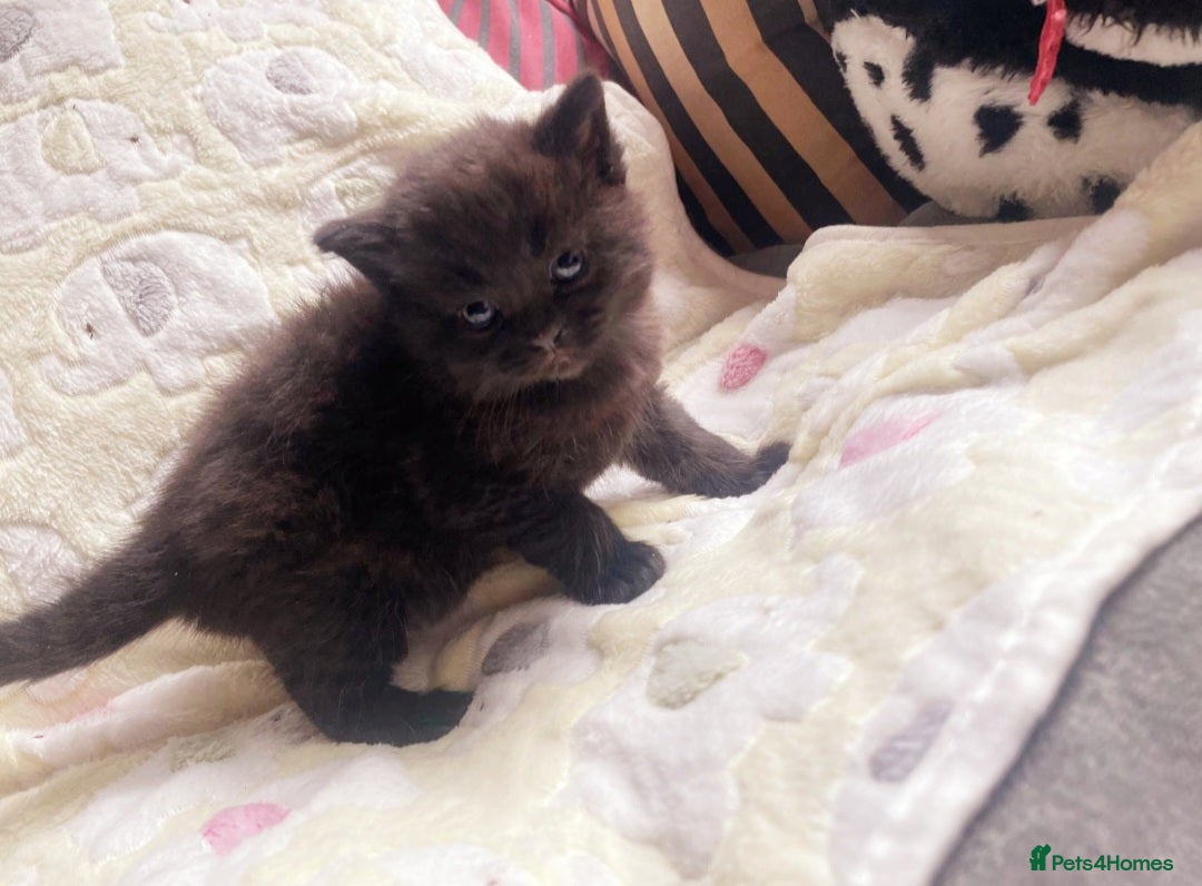 Mixed Breed cats for sale: Beautiful BSH x ragdoll  - Advert 5