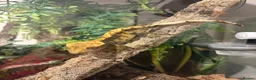 Gecko reptiles for sale: Crested gecko and full bio active tank  - Advert 3