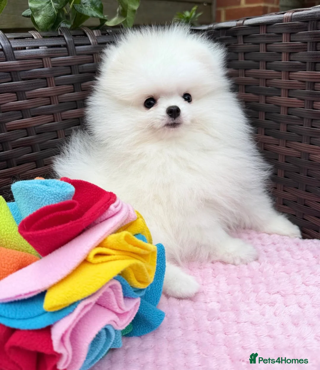 Pomeranian dogs for stud: Pierre stunning white TINY teddy Pom STUD ONLY in Romford - Advert 22