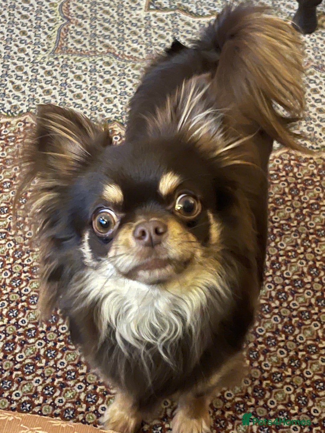 Chihuahua dogs for sale: 4 years chihuahua male neutered  - Advert 2