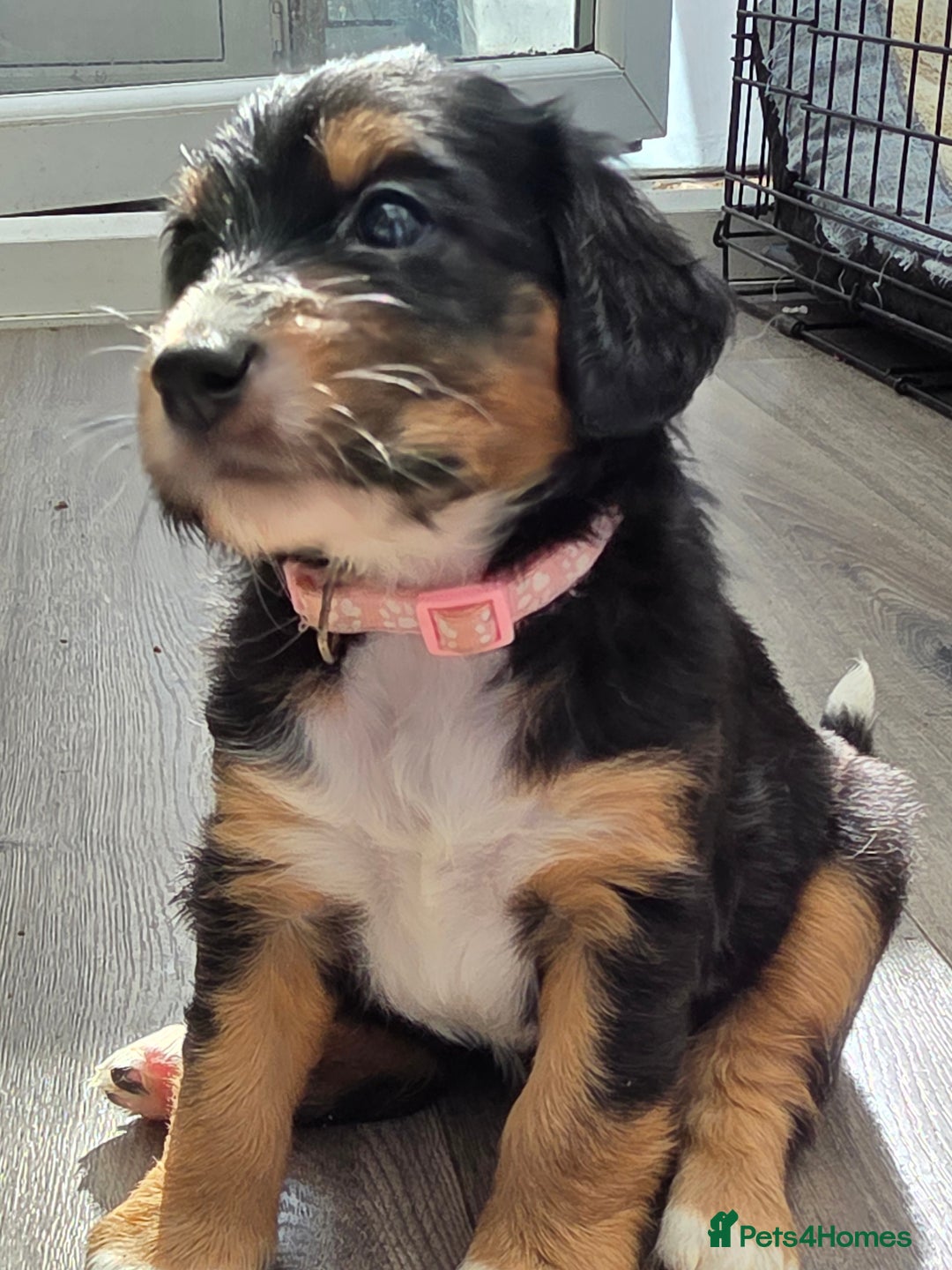 Mixed Breed dogs for sale: Border doodle - Image 4