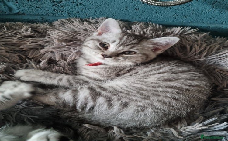 British Shorthair cats - Advert 12