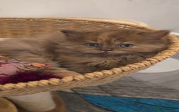 British Shorthair cats for sale: ✨ British Shorthair & Longhair Kittens Available ✨ - Advert 4