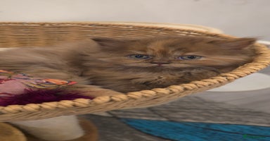 British Shorthair cats ✨ British Shorthair & Longhair Kittens Available ✨ - Advert 16