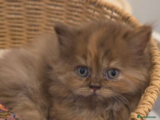 British Shorthair cats ✨ British Shorthair & Longhair Kittens Available ✨ - Advert 5