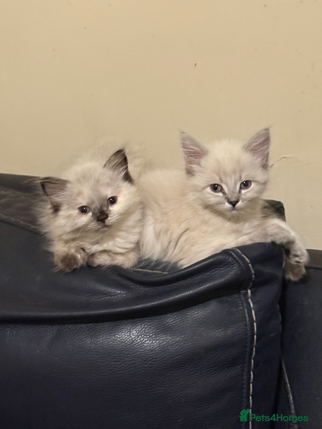 Ragdoll cats for sale: ADORABLE RAGDOLL KITTENS - READY NOW - Image 29