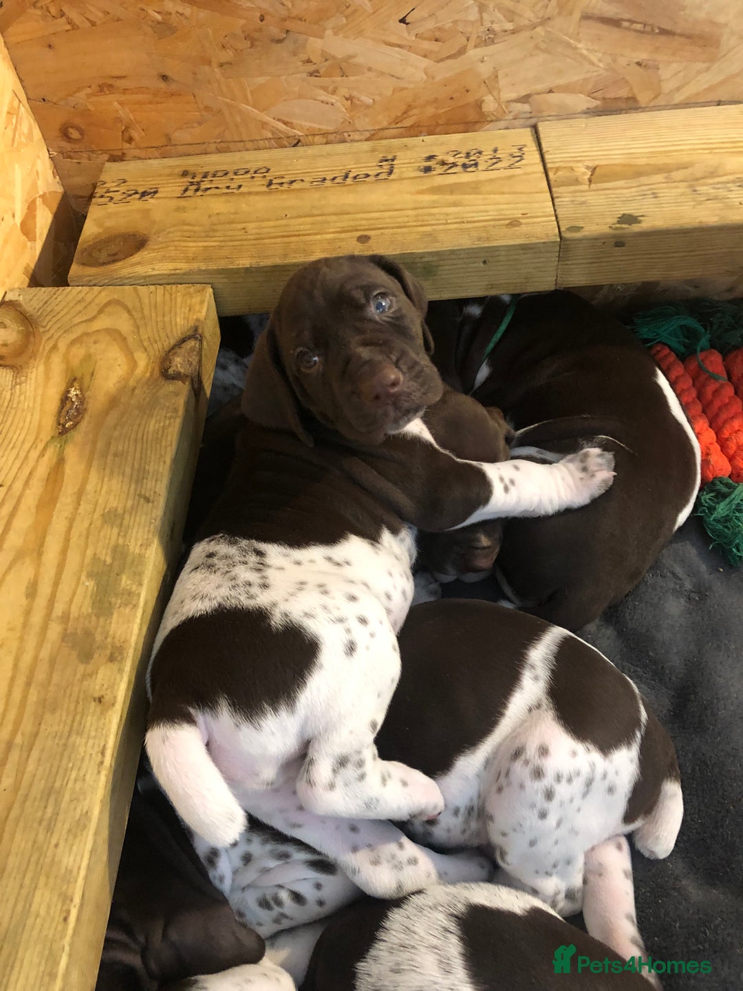 German Shorthaired Pointer dogs for sale: ALL RESERVED  - Advert 33