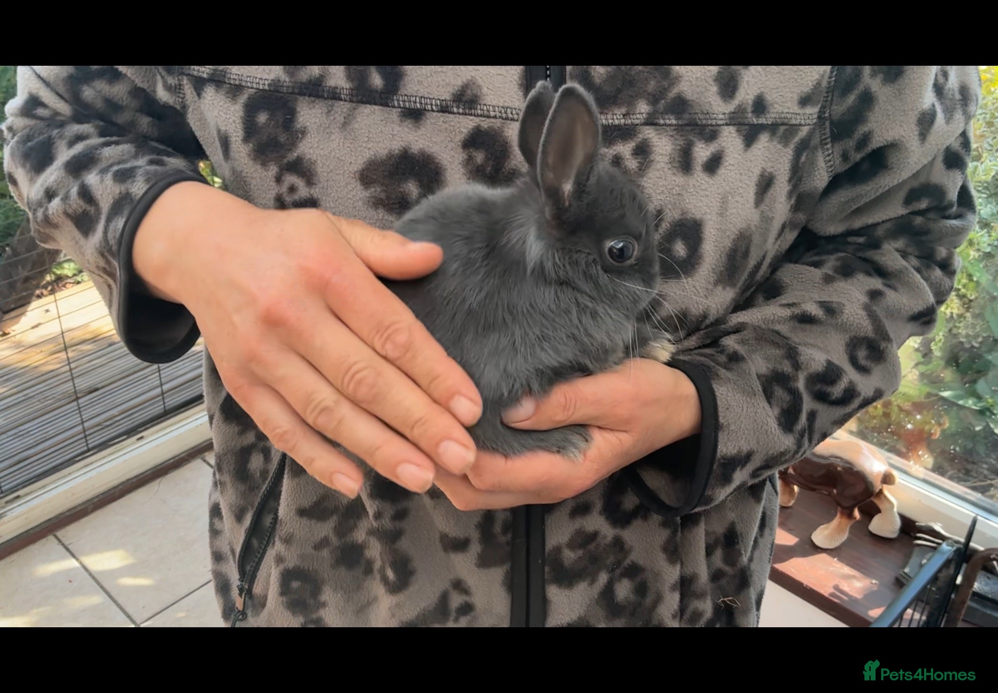 Netherland Dwarf rabbits Netherland dwarf 9 months old male rabbit - Advert 2