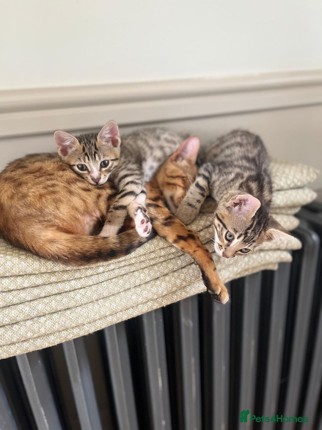Bengal cats for sale: Divine Half Bengal Girl  - Image 3