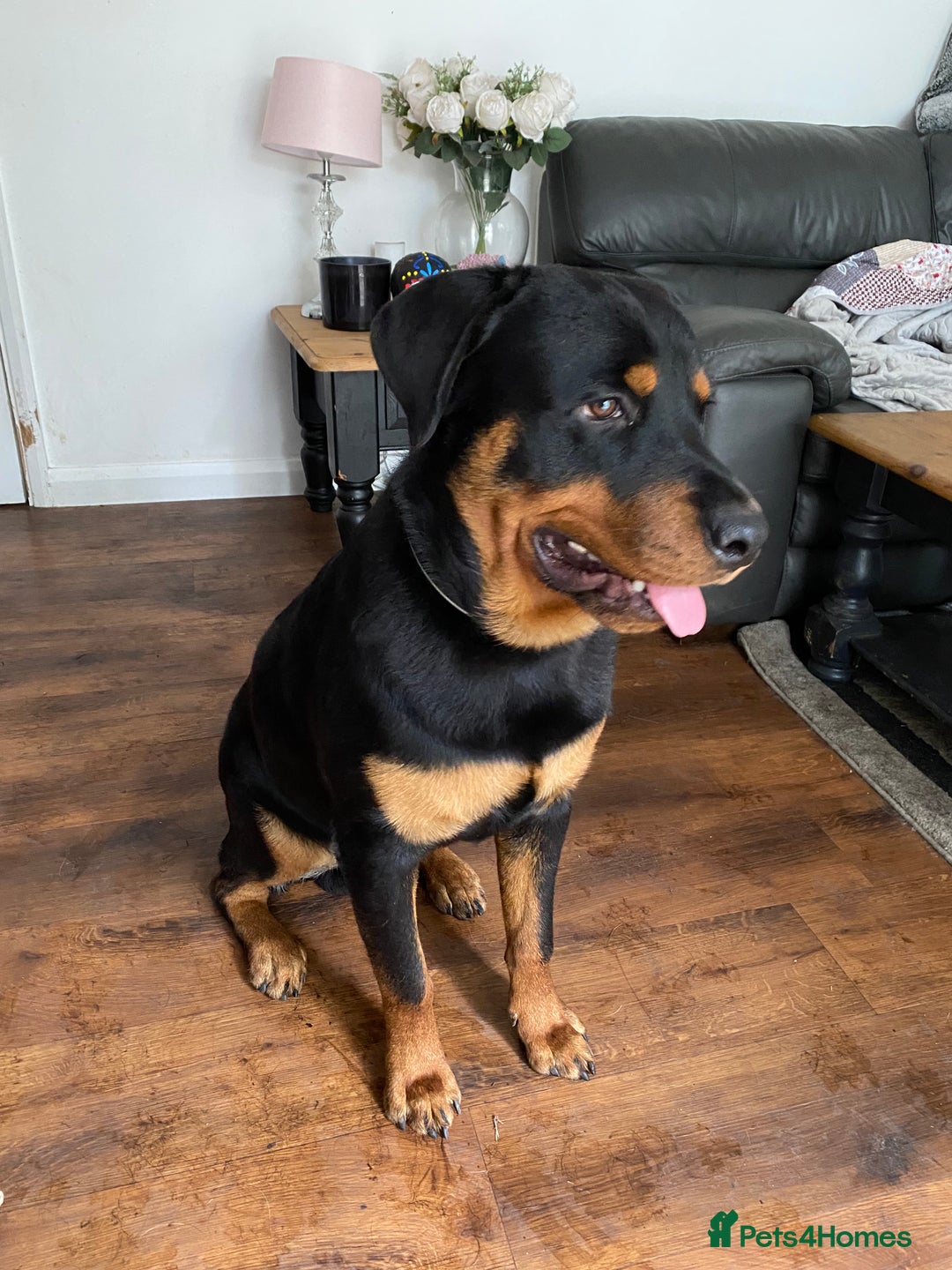 Rottweiler dogs for sale: Reggie  - Advert 3