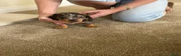 Dachshund dogs for sale: Miniature Dachshunds dapple Puppy’s  - Advert 8