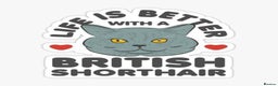 Brazilian Shorthair cats for sale: British shorthair  - Advert 7