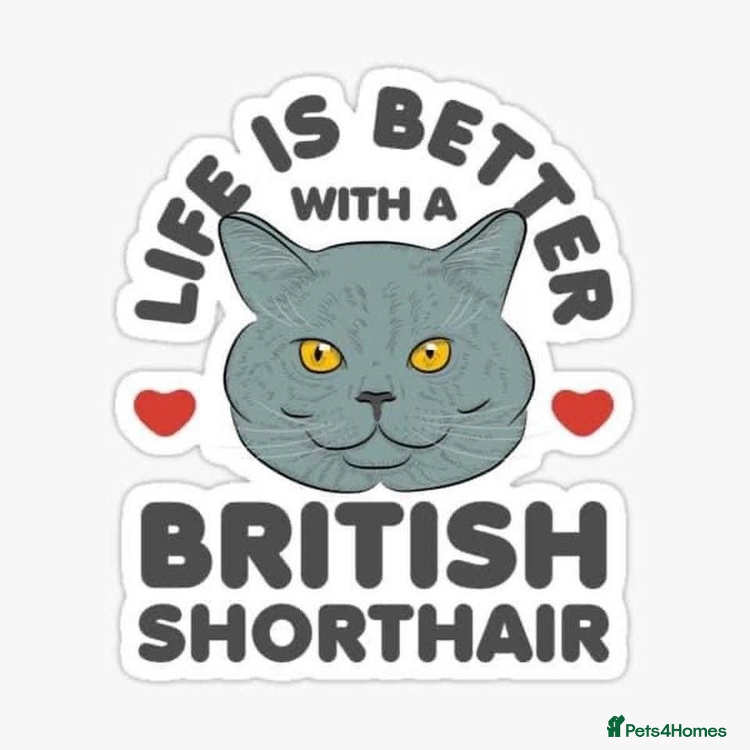 Brazilian Shorthair cats for sale: British shorthair  - Advert 7