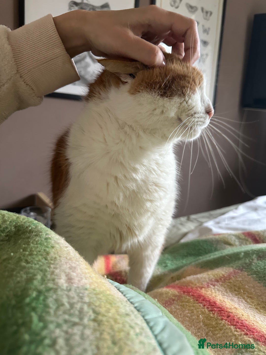 Domestic Shorthair cats for sale: Momie the Foodie - Advert 12