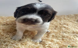English Springer Spaniel dogs for sale: Working English springer spaniel puppies  - Image 4