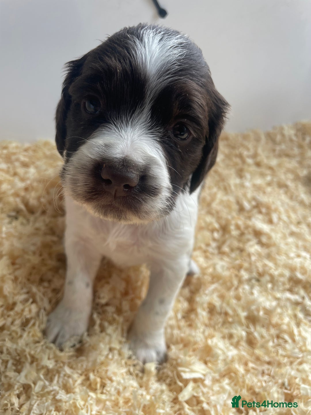 English Springer Spaniel dogs for sale: Working English springer spaniel puppies  - Image 4