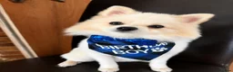 Pomeranian dogs for sale: Beautiful Healthy Puppies Ready for Loving Homes in Hayes - Advert 10