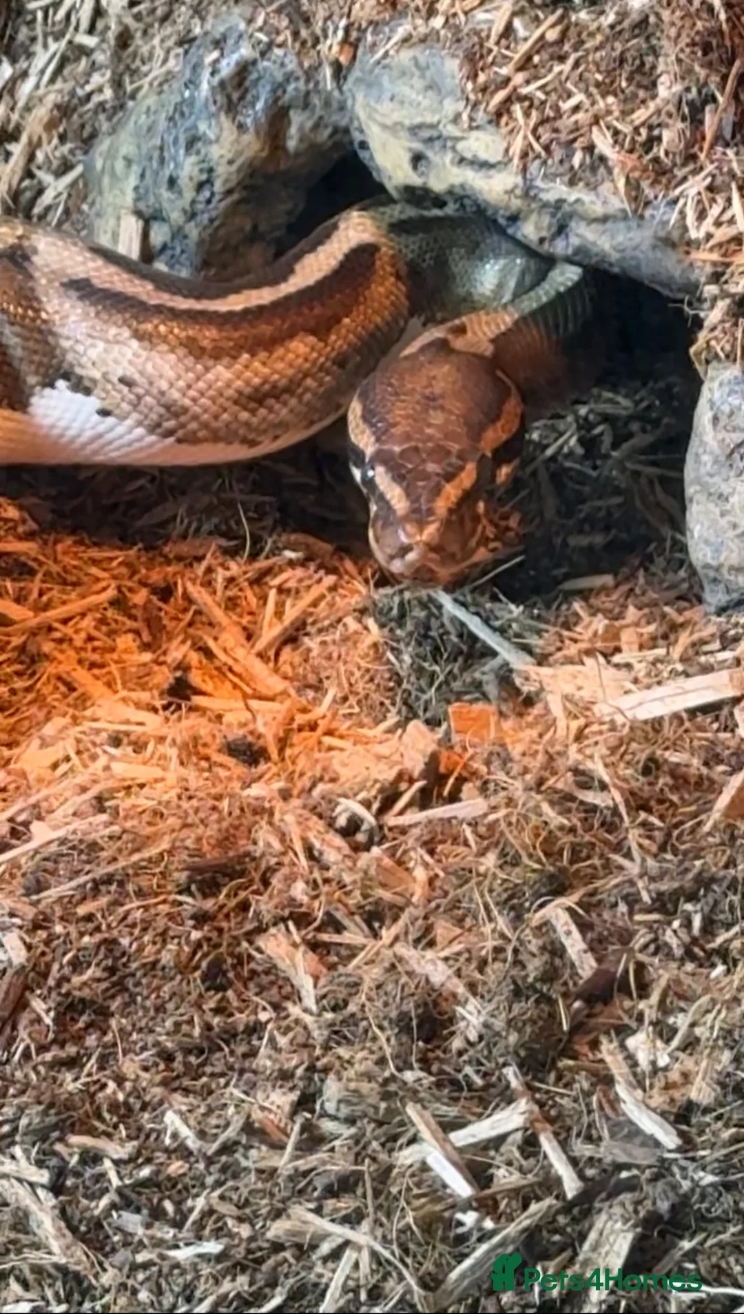 Python Snake reptiles for sale: Adult Female Piebald Ball Python – Full Enclosure  - Advert 1